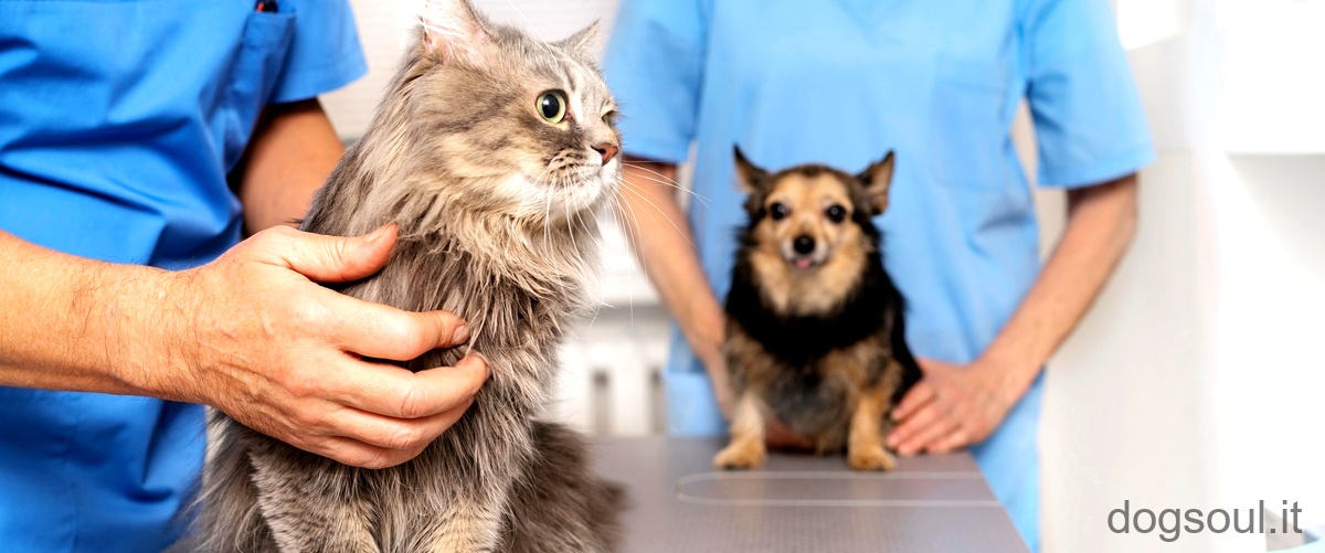Quanto dura la convalescenza dopo la sterilizzazione del cane?