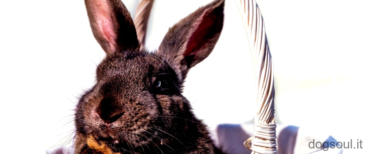 Quanto è impegnativo avere un coniglio?