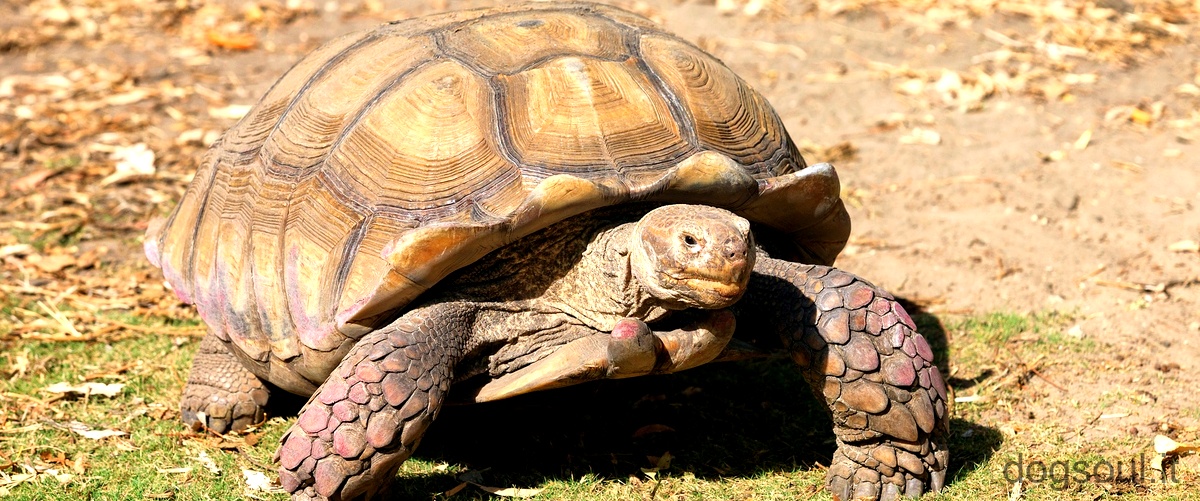 Quanto grande è una tartaruga di un anno?