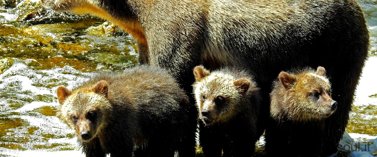 Quanto mangia un orso bruno al giorno?