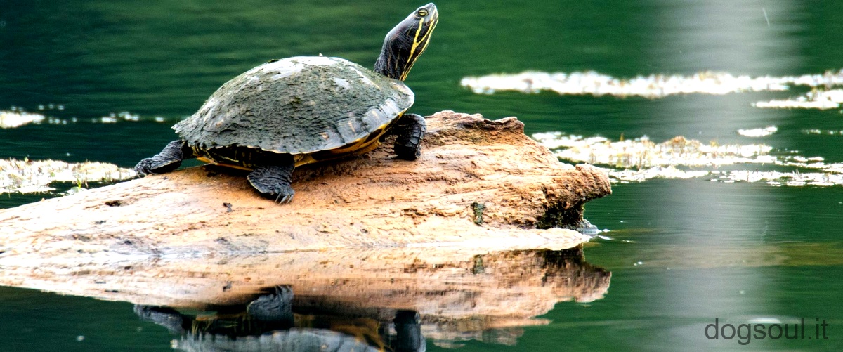Quanto può costare una tartaruga dacqua dolce?