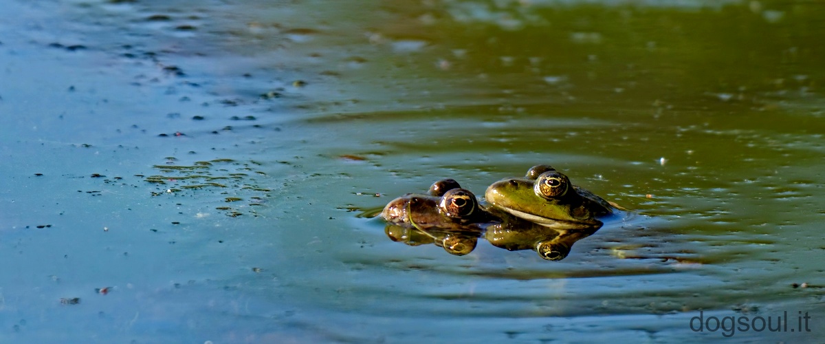 Quanto può sopravvivere una tartaruga dacqua dolce fuori dallacqua?