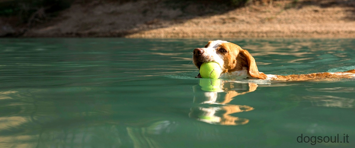 Tecniche di nuoto ispirate alla natura: scopri come nuotano alcuni animali